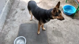 Нашийник "CoLLaR" подвійний (ширина 35мм, довжина 48-63см) чорний фото від покупців 17
