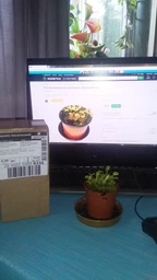 Росток венериной мухоловки. Дионея Floret фото от покупателей 2