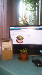 Росток венериной мухоловки. Дионея Floret фото от покупателей 1