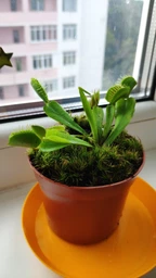 Росток венериной мухоловки. Дионея Floret фото от покупателей 19