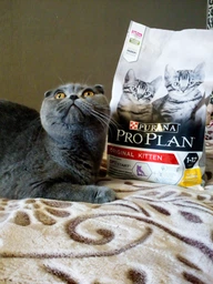 Сухий корм для котят Pro Plan Original Kitten Chicken 1,5 кг (курка)