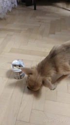 Вітаміни 8in1 Excel Multi Vitamin Small Breed для собак дрібних порід, мультивітамін, 70 шт фото від покупців 8