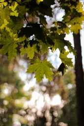 Canon EF 50mm f/1.8 STM фото от покупателей 2