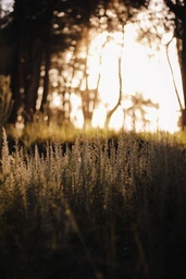 Canon EF 50mm f/1.8 STM