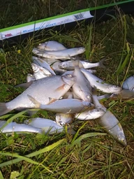 Удилище маховое карбоновое River Sports Fishing Excellent 5 метров