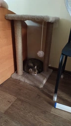 Когтеточка для кота дряпка Мур-Мяу Гламур 37х37х64 см для кошек в сизалевой веревке Светло Бежевый фото от покупателей 3