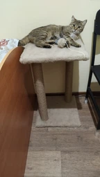 Когтеточка для кота дряпка Мур-Мяу Гламур 37х37х64 см для кошек в сизалевой веревке Светло Бежевый