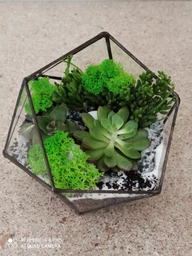 Набор Garden mix Флорариум своими руками икосаэдр S фото от покупателей 6