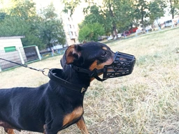 Намордник пластиковый Trixie 17602 S для джек-рассел-терьера 17 см (4011905176024) фото от покупателей 14