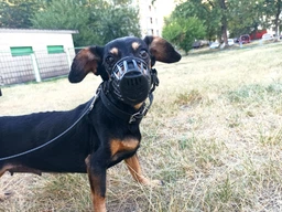Намордник пластиковый Trixie 17602 S для джек-рассел-терьера 17 см (4011905176024) фото от покупателей 13