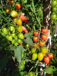 Семена томата Tomatoberry (Томатоберри) 10 семян OGOROD
