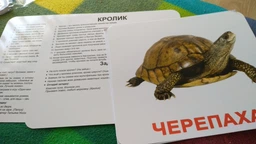 Домашні тварини. Картки Домана. Вундеркінд з пелюшок. Ламіновані фото від покупців 2