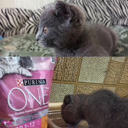 Сухий корм Purina One Junior для кошенят з куркою 450 г (8445290071972)