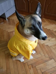 Куртка-дощовик для собак Noble Pet Moss Blue 7XL (M4106/7XL) фото від покупців 1