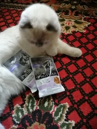 Упаковка вологого корму для кошенят Purina Pro Plan Kitten Healthy Start шматочки в соусі з індичкою 10 x 85 г (Мультипак) фото від покупців 1