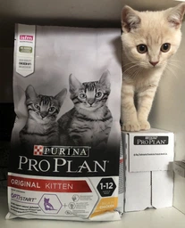 Сухий корм для котят Pro Plan Original Kitten Chicken 1,5 кг (курка)