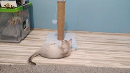 Дряпка для кота Мур-Мяу Малюк 30х30х42 см для маленьких кошенят у джутовій мотузці Сірий фото від покупців 1