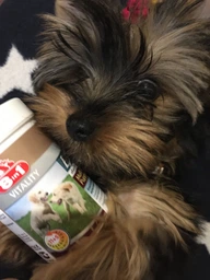 Вітаміни 8in1 Excel Multi Vitamin Puppy для цуценят та молодих собак, мультивітамін, 100 шт фото від покупців 12