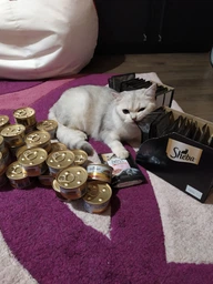 Упаковка вологого корму для кішок Sheba з лососем у соусі 85 г 28 шт (4770608264253) фото від покупців 5