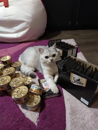Вологий корм GOURMET Gold “Подвійне задоволення” для дорослих котів шматочки у підливці з качкою та індичкою 85 г фото від покупців 13