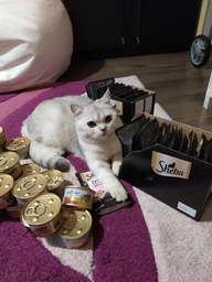 Вологий корм GOURMET Gold “Подвійне задоволення” для дорослих котів шматочки у підливці з качкою та індичкою 85 г фото від покупців 12