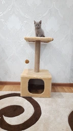 Домик когтеточка для кота дряпка для кошки Мур-Мяу КотэДж 34x34x67 см в сизалевой веревке Темно синий - темно бежевый