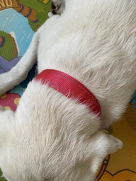 Нашийник Collar Dog Extreme 35-58 см 30 мм Блакитний (67002) фото від покупців 3