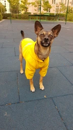 Куртка-дощовик для собак Noble Pet Moss Yellow M-Short (M4108/M-Short)