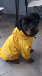 Куртка-дощовик для собак Noble Pet Moss Yellow M-Short (M4108/M-Short)