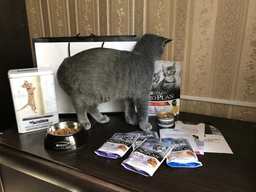 Вологий корм для стерилізованих котів Purina Pro Plan Sterilised Пуріна Проплан з куркою в підливці пауч 85 г 26 шт (7613036092852) фото від покупців 14