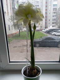 Декоративная поддержка FormPlastic для Орхидей 59 см прозрачно-фиолетовая (0308PS-T04) фото от покупателей 1