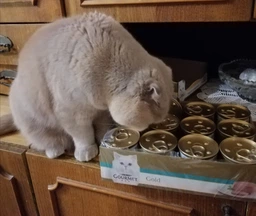 Упаковка влажного корма для кошек Purina Gourmet Gold Паштет с кроликом 24 шт по 85 г фото от покупателей 8