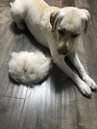 Фурминатор для собак с короткой шерстью FURminator размер L (691656) (811794929558/4048422141105) фото от покупателей 2