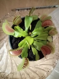 Растение хищник Венерина Мухоловка AlienPlants B52 Dionaea muscipula B52 размер L (SUN0001CP) фото от покупателей 16