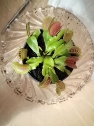 Растение хищник Венерина Мухоловка AlienPlants B52 Dionaea muscipula B52 размер L (SUN0001CP) фото от покупателей 17
