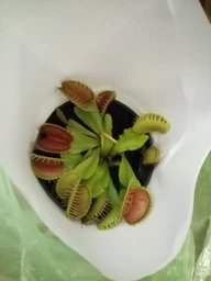 Растение хищник Венерина Мухоловка AlienPlants B52 Dionaea muscipula B52 размер L (SUN0001CP) фото от покупателей 18