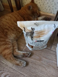 Сухий корм для котів при захворюваннях нірок Pro Plan Veterinary Diets NF Renal Function Advanced 1,5 кг фото від покупців 14