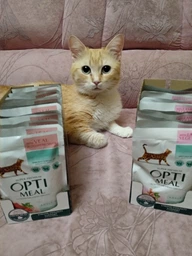 Влажный корм Optimeal для кошек со вкусом ягненка и овощей 85 г.(4820083905445) фото от покупателей 11