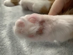 Наповнювач для котячого туалету "AnimALL", тофу, з ароматом персика, 6л фото від покупців 9
