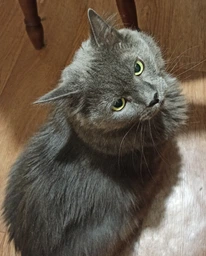 Корм сухой Brit Grain Free VetDiet Cat Diabetes для котов с сахарным диабетом беззерновой с курицей и горохом 2 кг