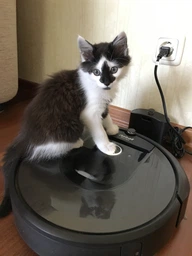 Робот пилосос iRobot Roomba i7 фото від покупців 6