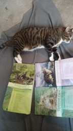 Сухой корм Carpathian Pet Food Sensitive Digestive для котов с чувствительным пищеварением 12 кг фото от покупателей 8
