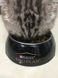 Сухий корм для кішок Purina Pro Plan Adult Derma Care підтримка здоров'я шкіри та краси шерсті з лососем 400 г (7613036544962)