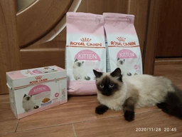 Сухий корм Royal Canin Kitten з птицею для кошенят до 12 міс 400г фото від покупців 1