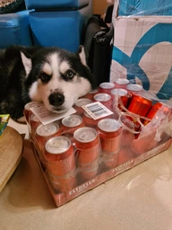 Упаковка пива Estrella Damm Lager светлое фильтрованное 4.6% 0.5 л х 24 шт (8410793586123_8410793285829) фото от покупателей 5