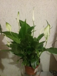 Спатифиллум Шопен, GreenLife фото от покупателей 3