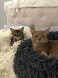 Наповнювач для котячого туалету "AnimALL", тофу, з ароматом персика, 6л фото від покупців 7