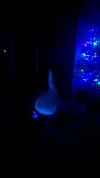 Лікер Cellini Sambuca Bianca 40% 0.7 л (8005829820015)