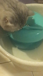 Фонтан-поїлка для котів і собак PAWOOF 1.5L з фільтром, Білий (006-WHITE)