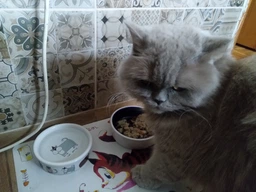Коврик под миски для собак и кошек Trixie Comic Cat 44 x 28 см (4011905245447) фото от покупателей 13
